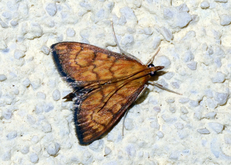 Crambidae Ecpyrrhorrhoe rubiginalis ?